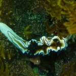 glossodoris-atromarginata-p1080808