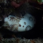 jorunna-funebris-p1100751