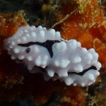 phylidiella-pipeki-p1050186