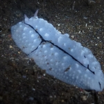 phylidiella-pipeki-p1100003