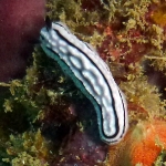 phylidiella-rudmani-p1020805