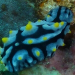 phyllidia-coelestis-p1120495
