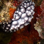 phyllidia-elegans-p1040398