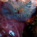 phyllidia-elegans-p1040544