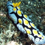 phyllidia-ocellata-p1050289