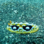 phyllidia-ocellata-p1080617