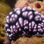 phyllidia-pustulosa-p1100492