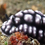 phyllidia-pustulosa-p1100792