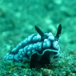 phyllidia-pustulosa-p1120386