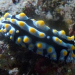 phyllidia-varicosa-p1100834