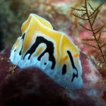 reticulidia-fungia-p1070584