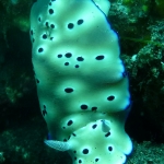 risbecia-tryoni-p1100947