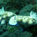 risbecia-tryoni-p1120018