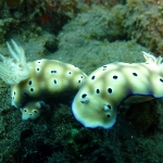 risbecia-tryoni-p1120020