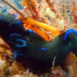 tambja-morosa-p1040537